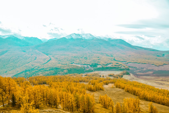 新疆高山松林