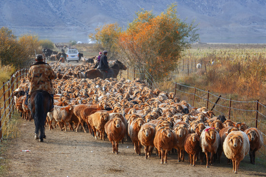 疆北牧羊