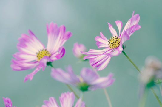 秋英波斯菊