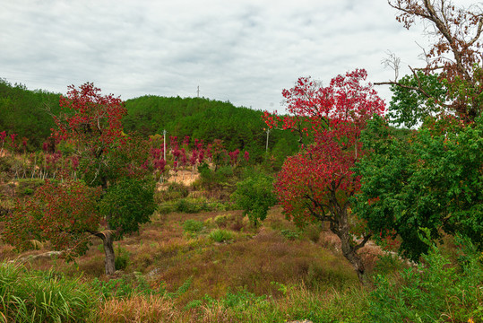 秋季红叶素材