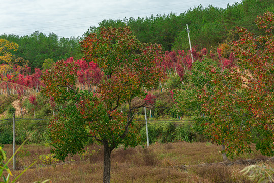 秋季红叶素材