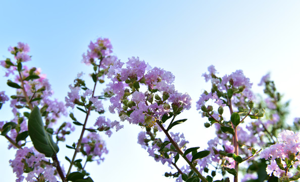蓝天下的紫薇花