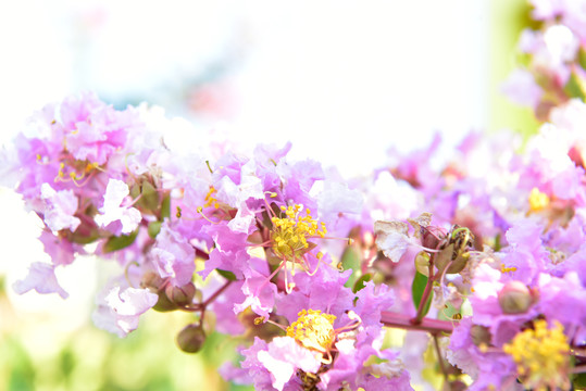 粉色盛开的紫薇花