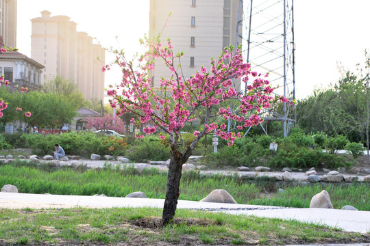 一树桃花开