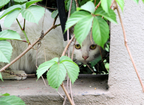 流浪猫