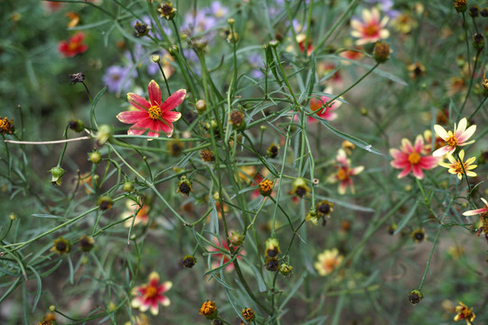 金鸡菊