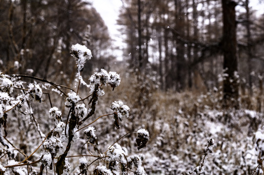 雪中的长春净月潭国家森林公园