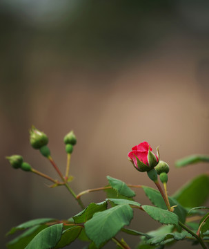 月季花