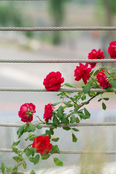 月季花