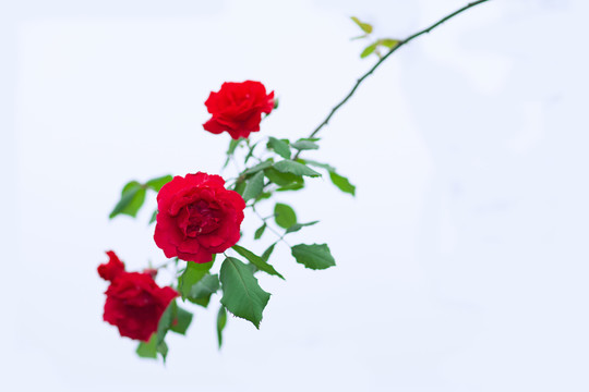 月季花