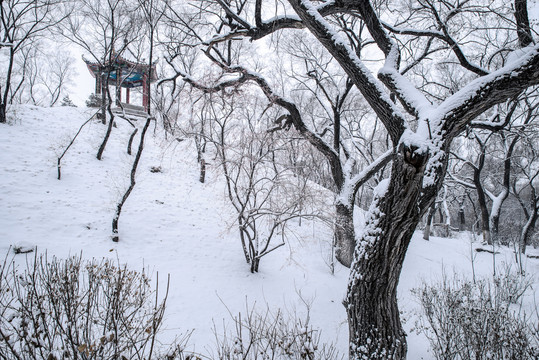 齐齐哈尔龙沙公园雪景