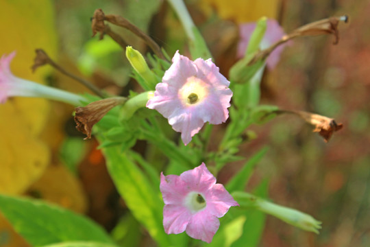 烤烟开花