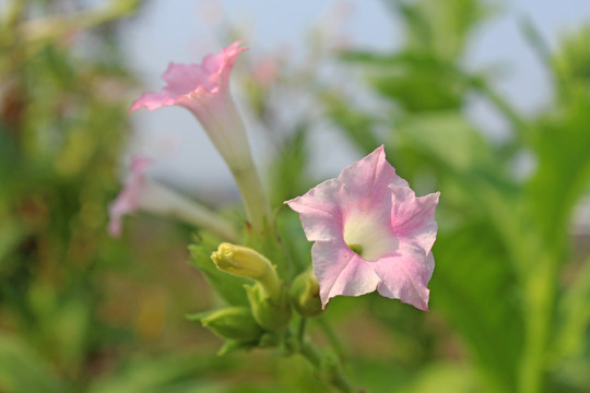 烤烟开花