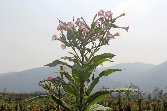 烟草花