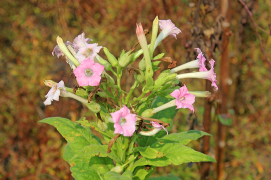 烟草花