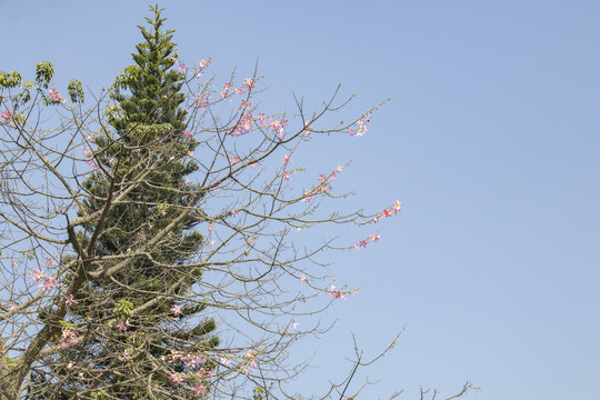 仰拍花朵