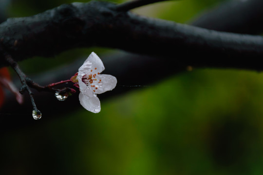 雨后的紫叶李花