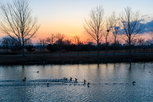 夕阳下的一群水鸟