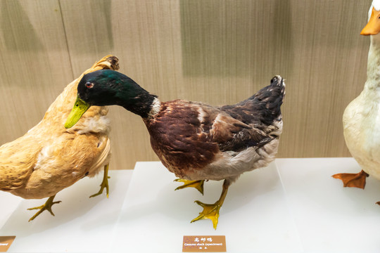 北京中国农业博物馆高邮鸭