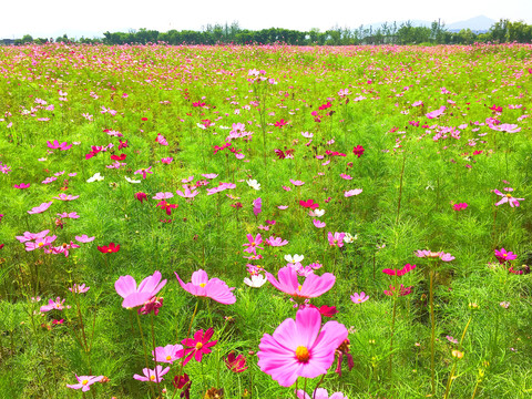 花海