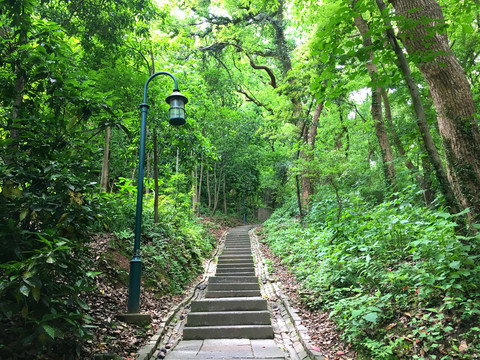 森林小路
