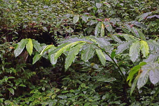 野生草果