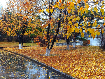 秋雨中的落叶