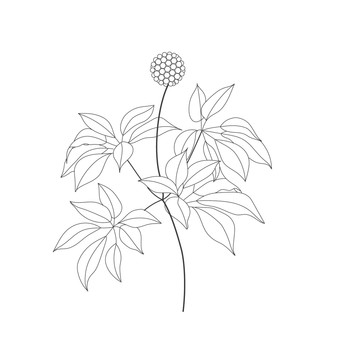 文山三七线稿