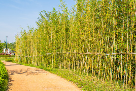 竹林小道