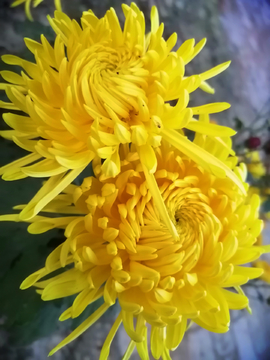 黄菊花
