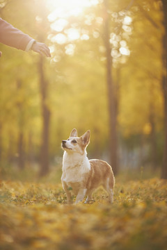 柯基犬