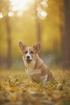 柯基犬