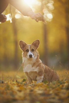 柯基犬