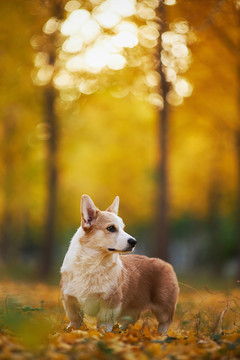 柯基犬