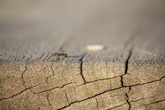 金色蚂蚁