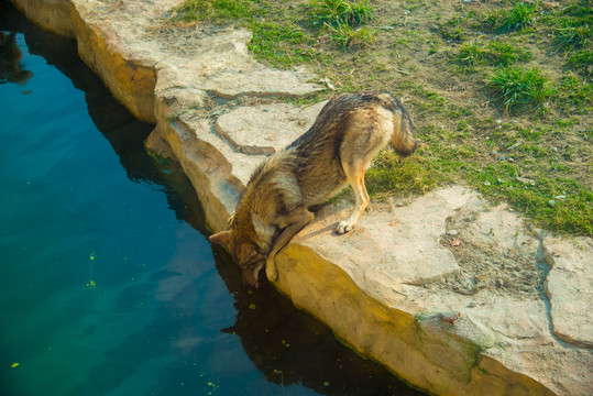 狼喝水