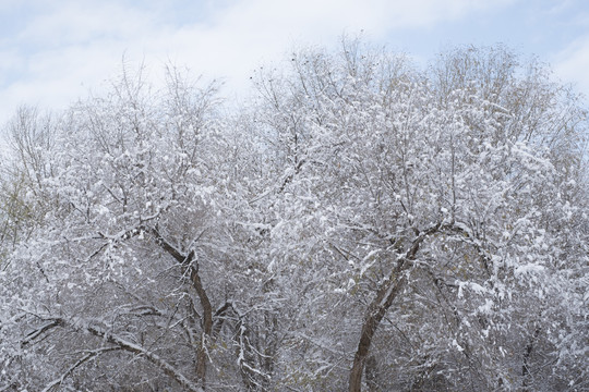 雪景