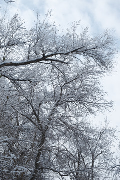 雪景