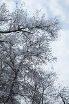 雪景