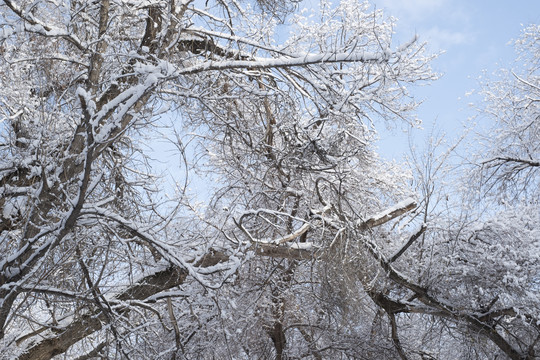 雪林