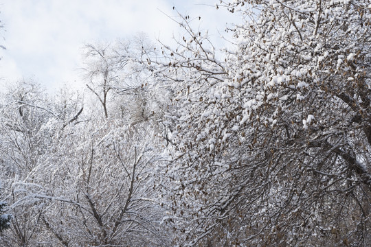 冬雪