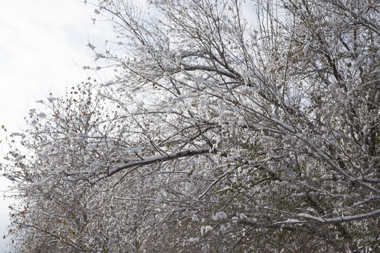 冬雪