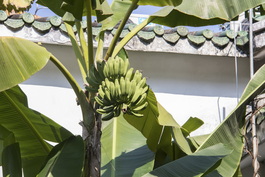芭蕉