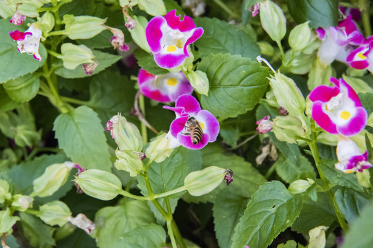 蜜蜂采蜜