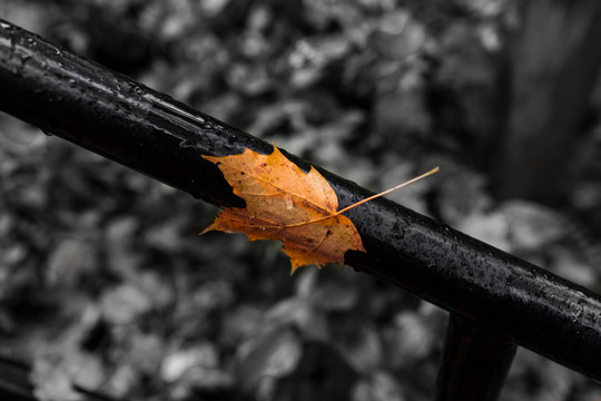 秋天雨中落叶