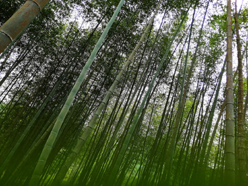 竹林