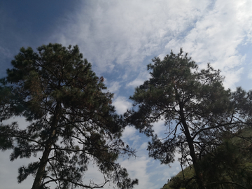 松树