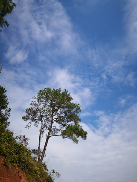 松树