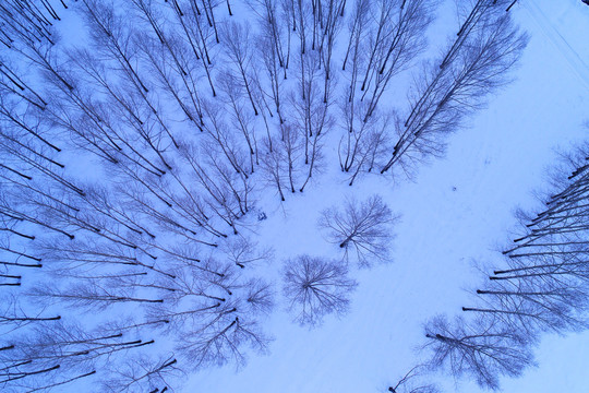 林海雪原雪域树林
