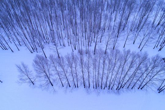 林海雪原雪域树林